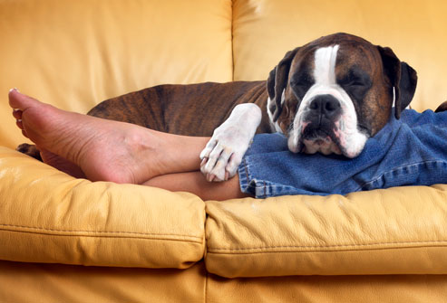 Relaxing with dog on sofa