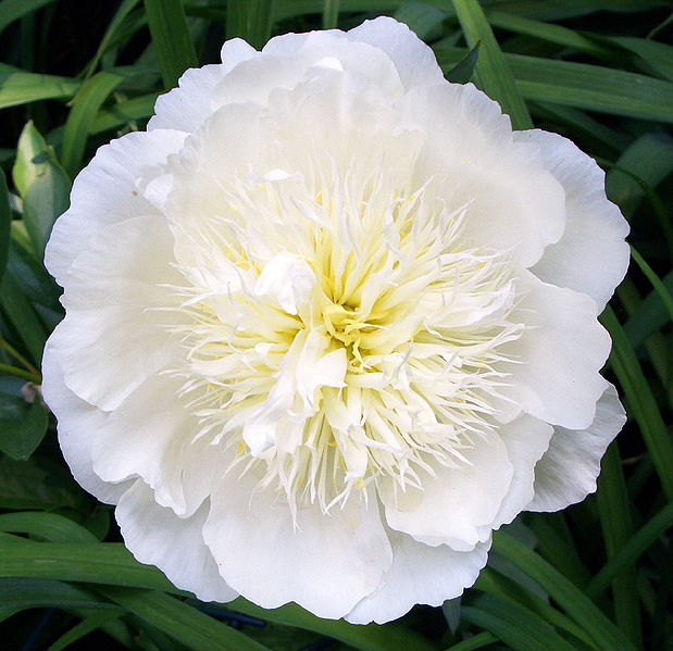 White Peony Root Against Inflammation